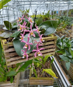 2023 Excursie Orchideeënhoeve 1